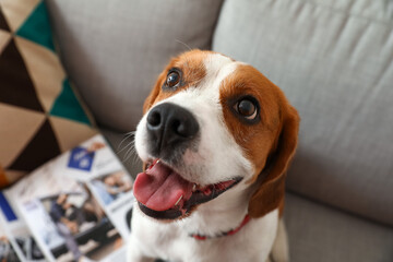 Cute Beagle dog sitting on sofa at home, closeup