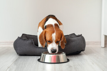 Cute Beagle dog in pet bed drinking water from bowl near light wall