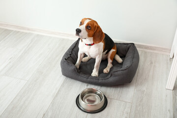 Cute Beagle dog sitting in pet bed near light wall