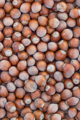 Hazelnuts background