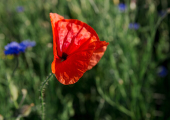 poppy flower red  field blossom country