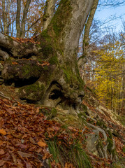Old tree at the hiking path called Helletal near the german city Winterberg