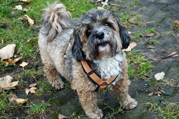 Kleiner Hund an der Leine draußen im Herbst