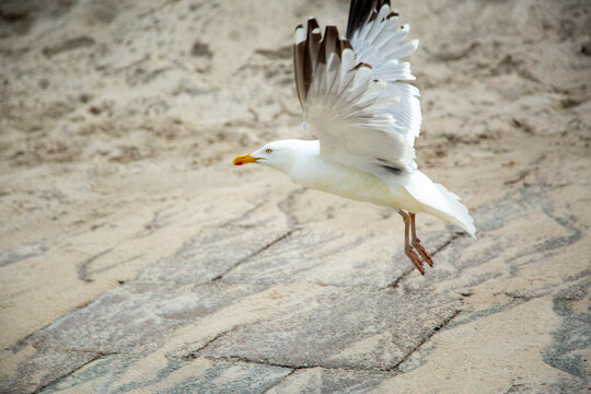 Sylt -Close Up to Seagull at Westerland Promenade heading to catch some food , Germany