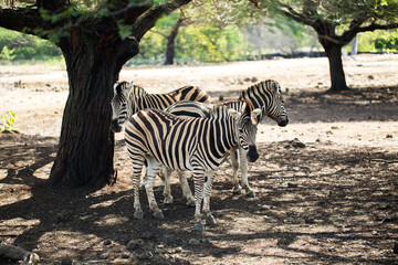 Fototapeta na wymiar A herd of zebras in the wild. Mauritius.