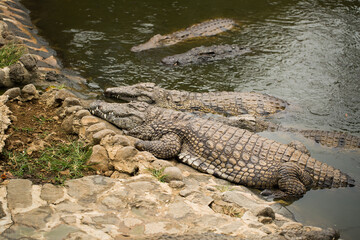 Crocodiles In A Crocodiles Farm ,Thailand