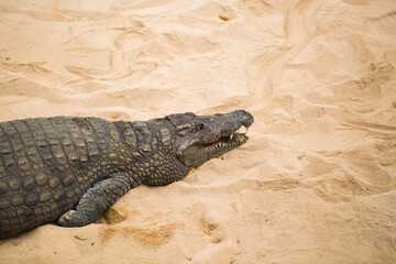 crocodile on light sand