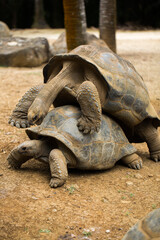 mating tortoises at the zoo