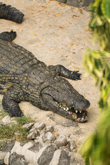 crocodiles