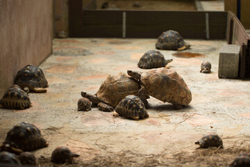 mating tortoises at the zoo