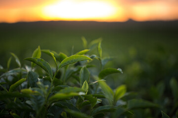 Green tea bud and fresh leaves. Tea plantations.