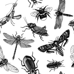 Vector background with high detailed insects sketches. Hand drawn butterflies, beetles, dragonfly, cicada, bumblebee, grasshopper, mantis illustrations. Entomological seamless pattern