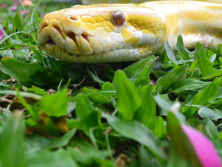 close up of a python