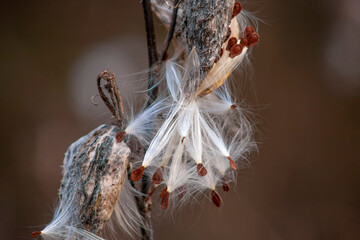 wildflower showed seeds. wild flower seeds