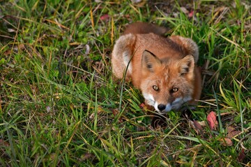 ひなたぼっこするキタキツネ