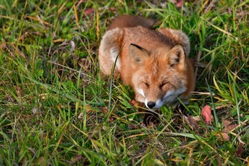 眠そうなキタキツネ