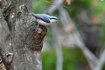 北海道の小鳥　シロハラゴジュウカラ