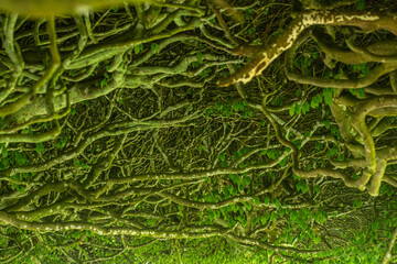 Obraz premium green branches roof 