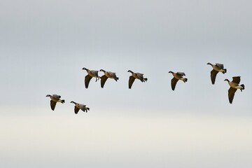 舞い降りるシジュウカラガンの群れ