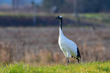 十勝平野のタンチョウ