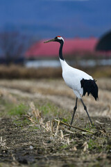 十勝平野のタンチョウ