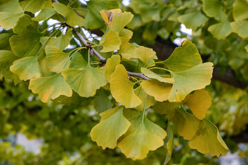 Ginkgo Blätter