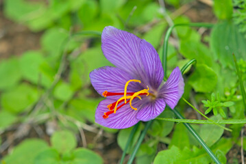 Flower of Crocus cartwrightianus, Crete