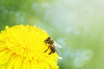 yellow dandelion with bee  close up on a background of greenery, natural background