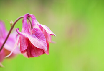 big aquilegia flower close up, fto with place for text