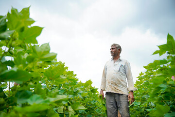 Young indian farmer standing in cotton agriculture field.