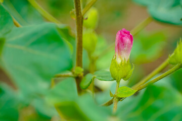 Flowering cotton gardens that have not yet been cotton