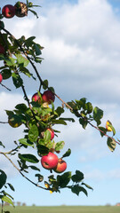 Ramas de manzano llenas de manzanas rojas