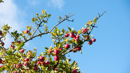 Ramas de manzano llenas de manzanas rojas