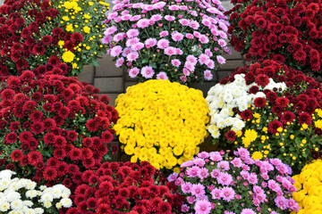 Fototapeta na wymiar Colorful chrysanthemum flowers outdoors