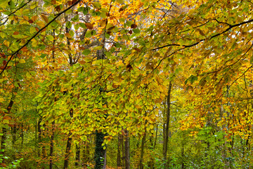 Beautiful autumn leaves, Oxfordshire, UK