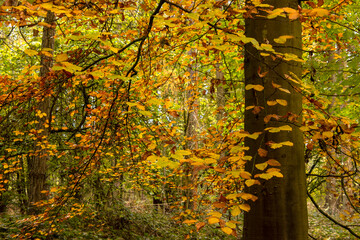 Obraz premium Orange and yellow Autumn leaves, Burnham Beeches, UK