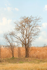 Bare trees outdoors on autumn day