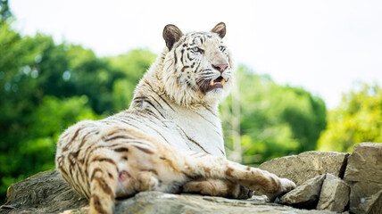 White Tiger