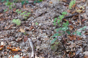 Wald