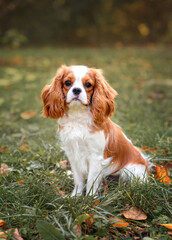 cavalier king charles spaniel blenheim in the park in autumn on the grass among red leaves