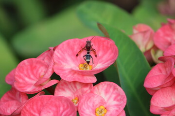 Obraz premium Ropalidia fasciata, a common paper wasp, is a wide-ranging species that is distributed from India to the Lesser Sunda Islands, Palawan, and Ryukyu Islands.