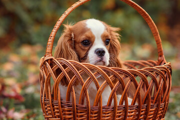 cavalier king charles spaniel blenheim in the park in autumn on the grass among red leaves