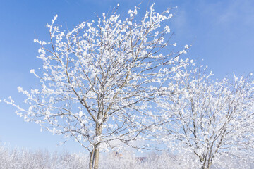 Tree branches in the snow