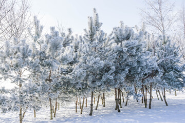 Winter landscape in the Park