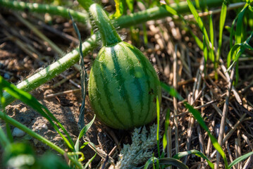 Small watermelons grow in the garden