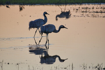 Two cranes in the water, sunrise, Agamon Hula, Israel