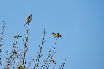 Long Legged Buzzard sitting on the branch, Agamon Hula, Israel