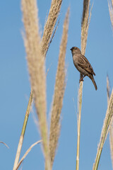 House sparrow, Agamon Hula, Israel