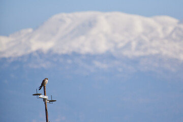 Long Legged Buzzard sitting on the branch, Agamon Hula, Israel