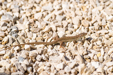 Small brown lizard sits on the rocks